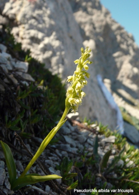 Pseudorchis albida e la variante tricuspis nel Parco nazionale del Gran Sasso e Laga